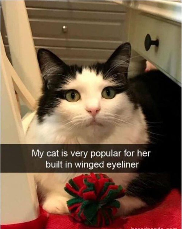 Hilarious Cats (39 pics)