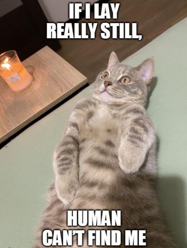 Hilarious Cats (39 pics)