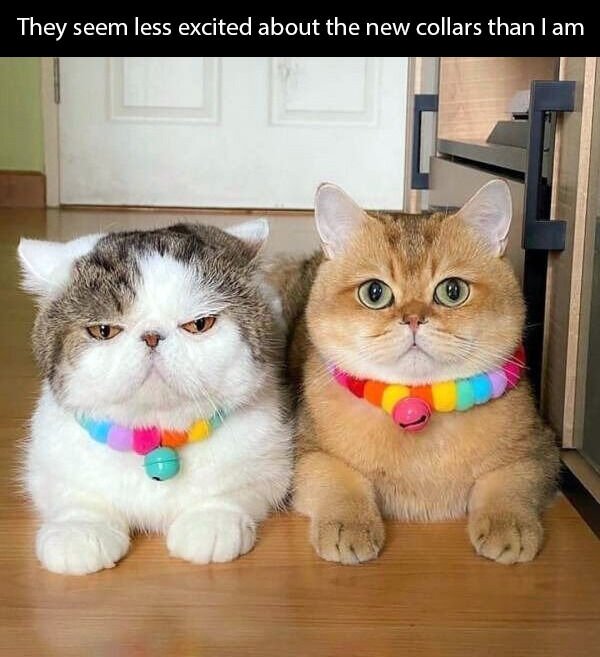 Hilarious Cats (39 pics)