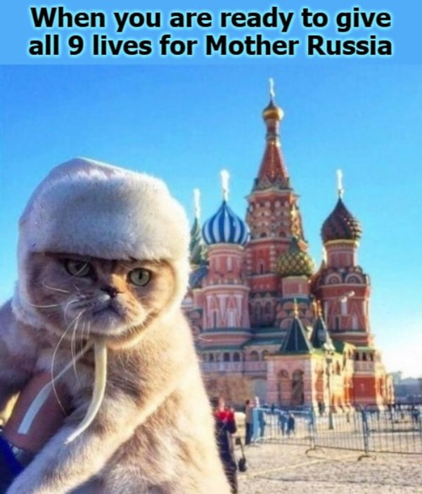 Hilarious Cats (39 pics)