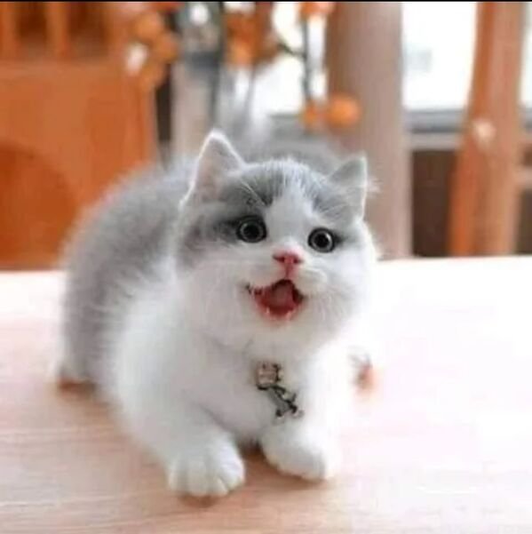 Hilarious Cats (39 pics)