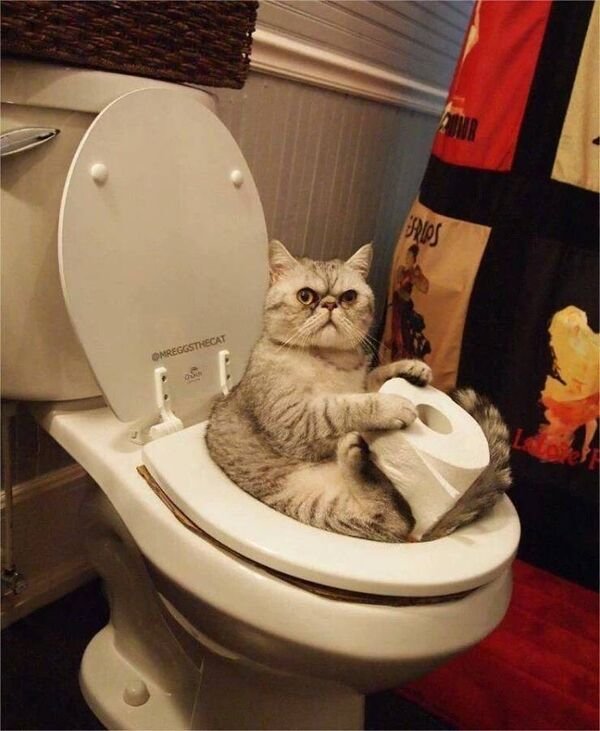 Hilarious Cats (39 pics)