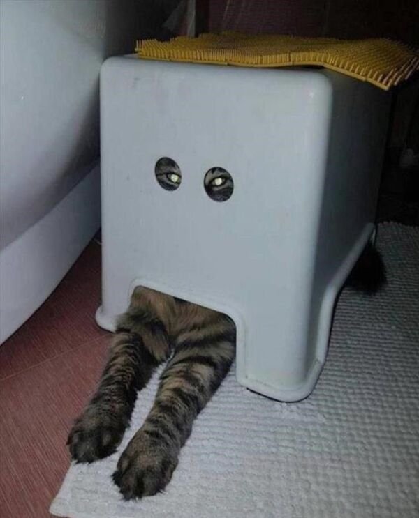 Hilarious Cats (39 pics)