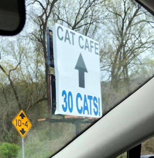 Hilarious Cats (39 pics)