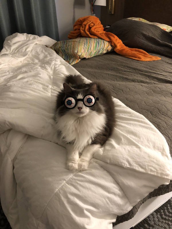 Hilarious Cats (39 pics)