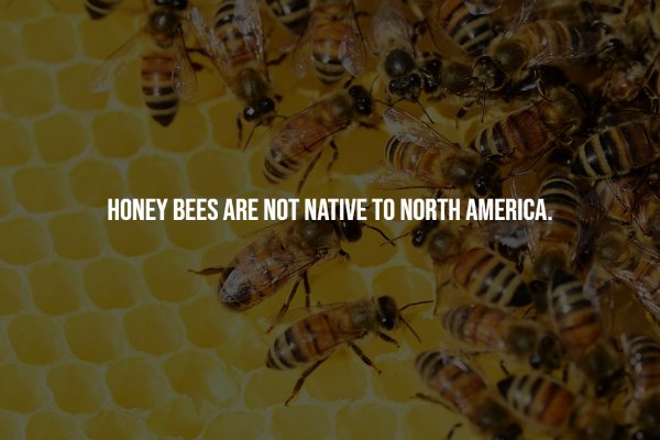 Curious Facts (17 pics)
