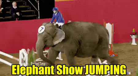 Animal GIFs (28 gifs)