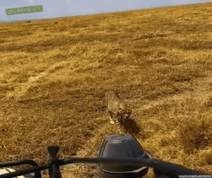 Animal GIFs (28 gifs)