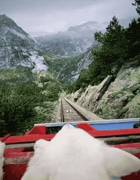 Animal GIFs (28 gifs)