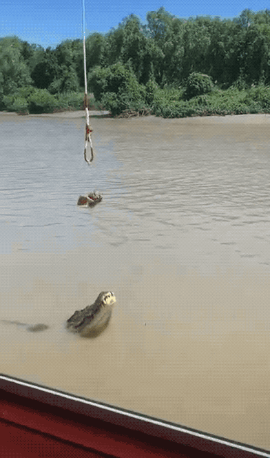 Animal GIFs (28 gifs)