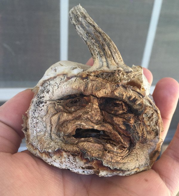 Unusual Things (20 pics)