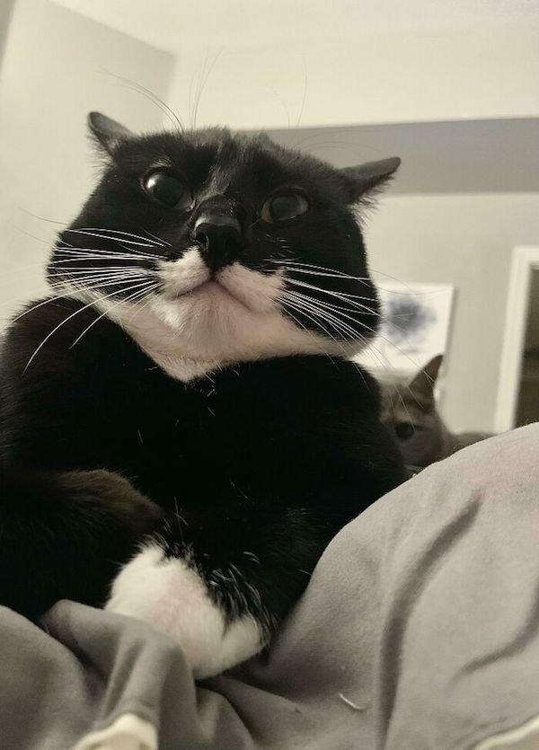 Hilarious Cats (32 pics)