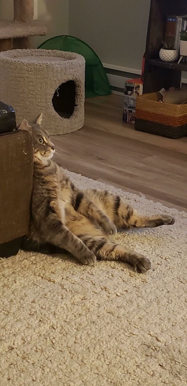 Hilarious Cats (32 pics)