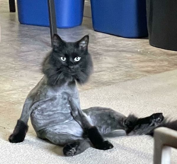 Hilarious Cats (32 pics)