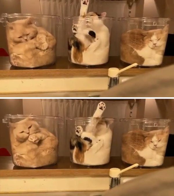 Hilarious Cats (32 pics)