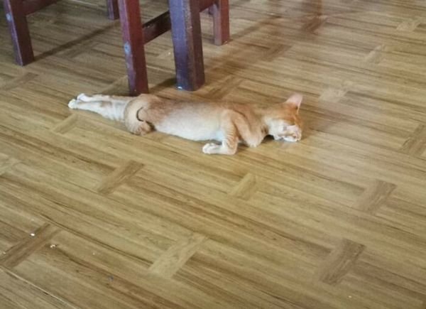 Hilarious Cats (32 pics)