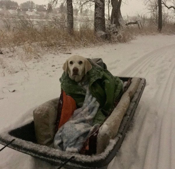 Wholesome Stories (19 pics) Wholesome Stories (19 pics)