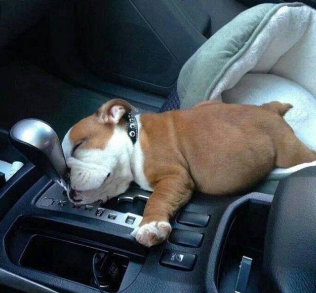 Unusual Things (38 pics)