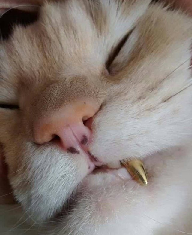 Unusual Things (38 pics)