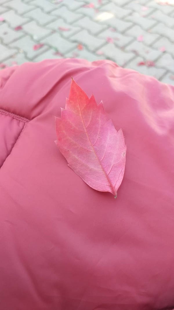 Accidental Camouflage (34 pics)