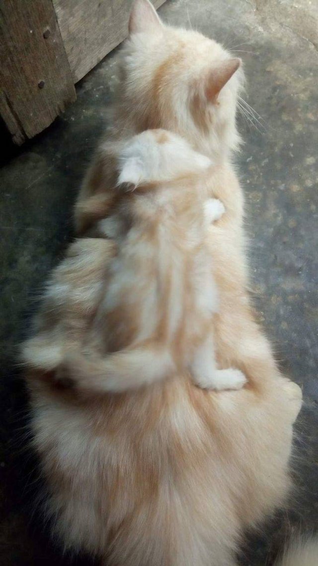 Accidental Camouflage (34 pics)
