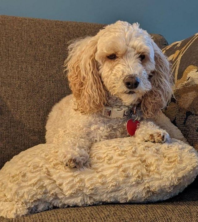 Accidental Camouflage (34 pics)