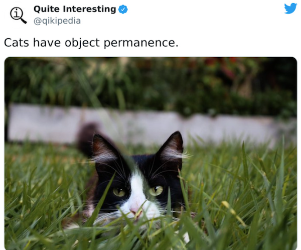Curious Facts (25 pics)