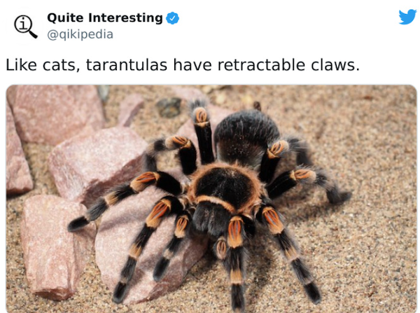 Curious Facts (25 pics)