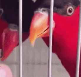 Wow GIFs (24 gifs)