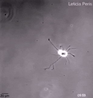 Wow GIFs (24 gifs)