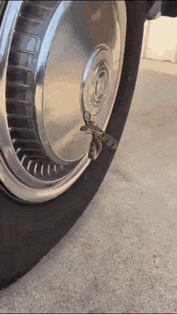 Wow GIFs (24 gifs)
