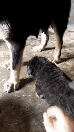 Wow GIFs (24 gifs)