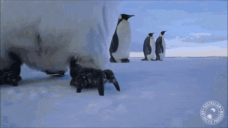 Wow GIFs (24 gifs)