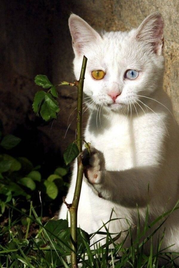 Hilarious Cats (30 pics)