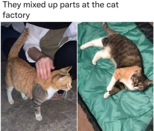 Hilarious Cats (30 pics)