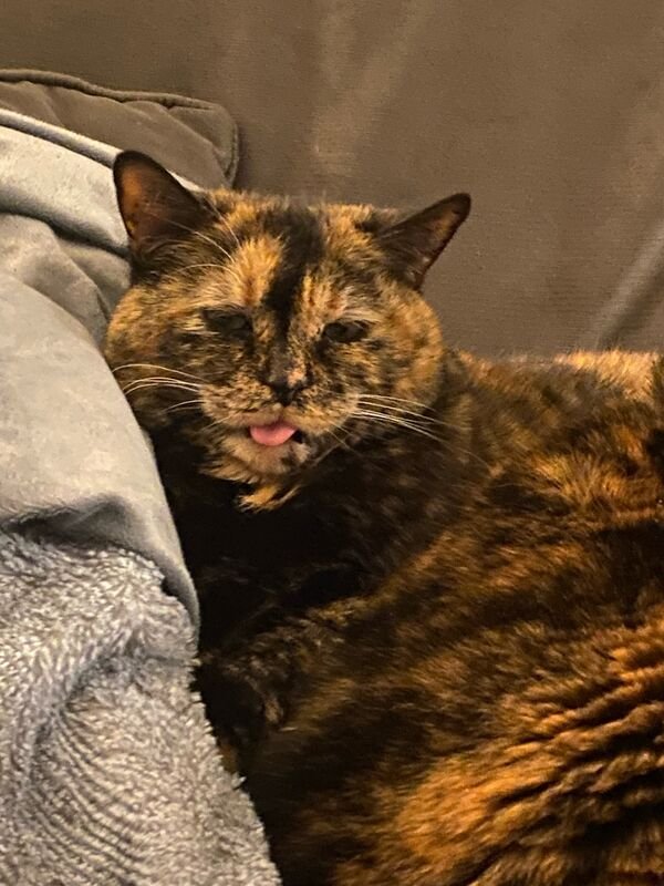 Hilarious Cats (30 pics)