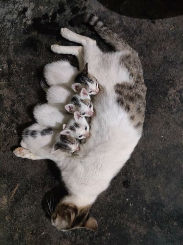 Hilarious Cats (30 pics)