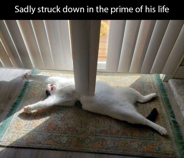 Random Funny Memes (24 pics)