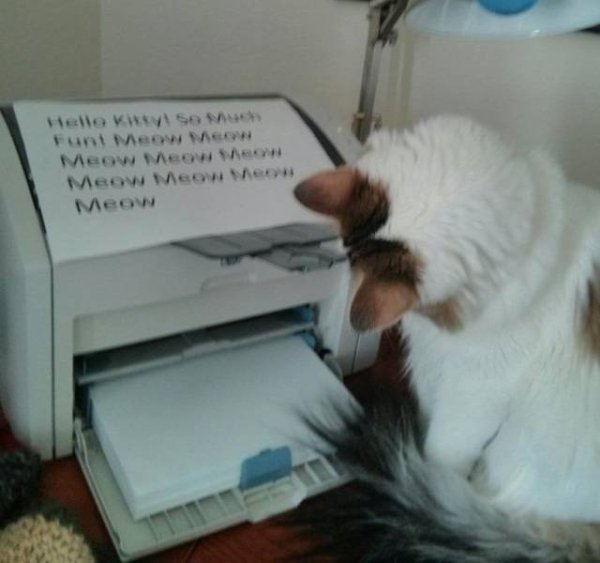 Hilarious Cats (30 pics)