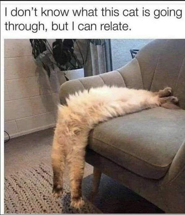 Hilarious Cats (30 pics)