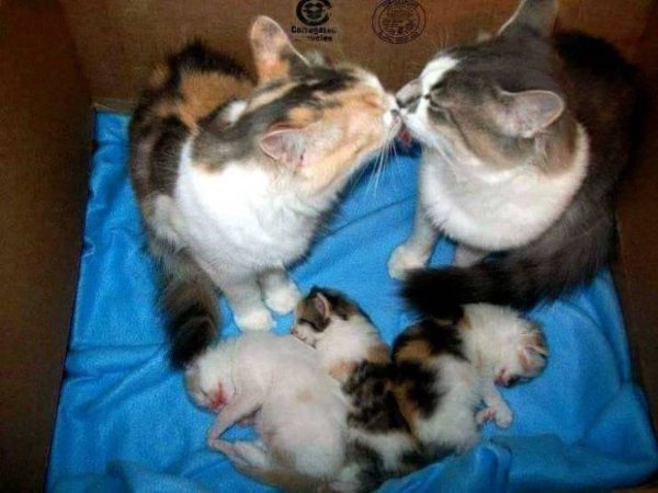 Hilarious Cats (30 pics)