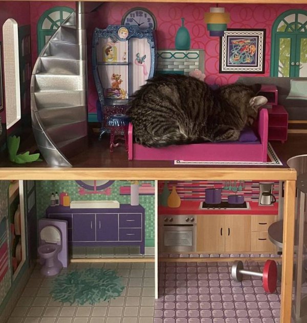 Hilarious Cats (30 pics)