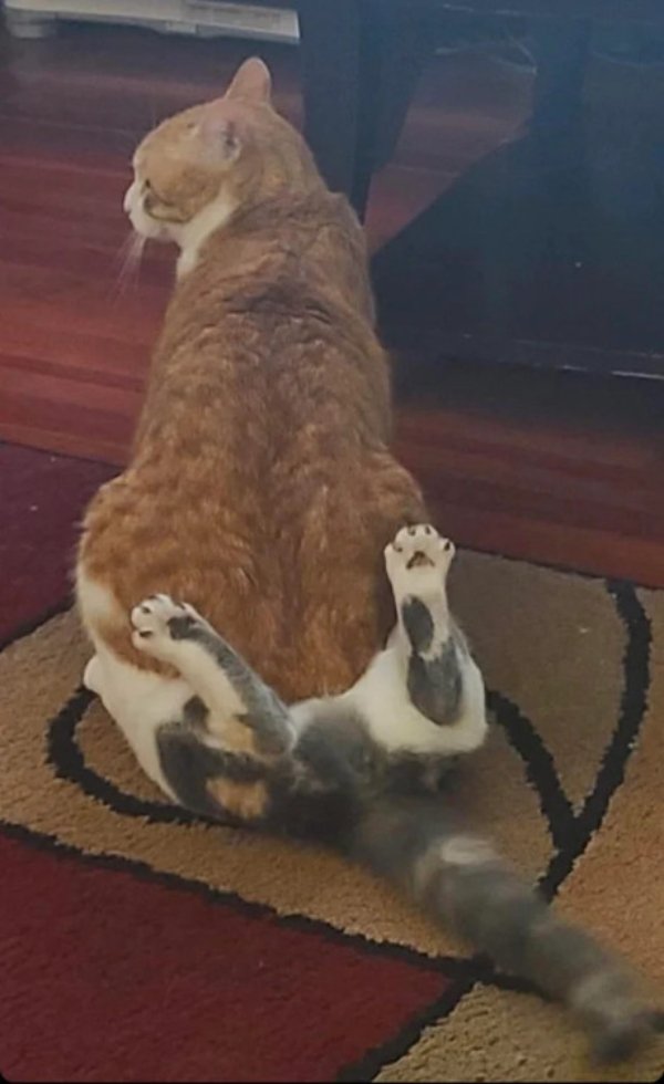 Hilarious Cats (30 pics)
