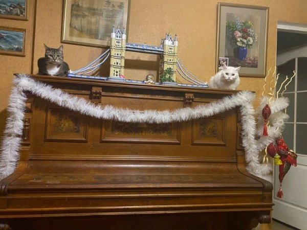 Hilarious Cats (30 pics)
