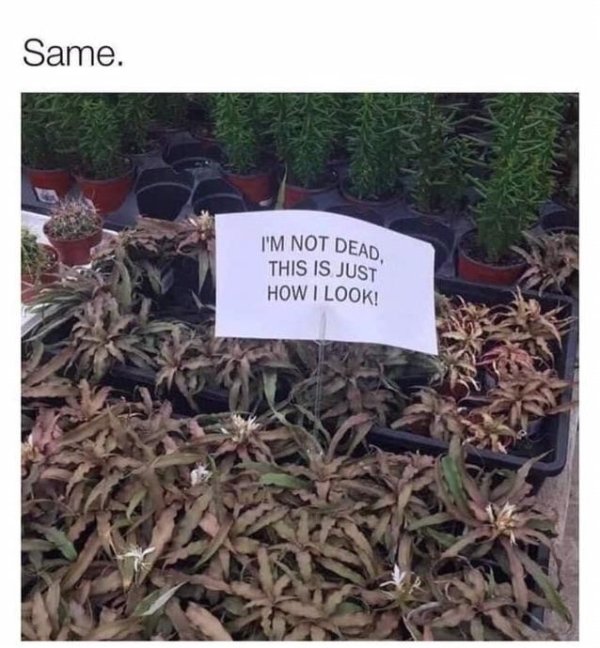 Random Funny Memes (24 pics)