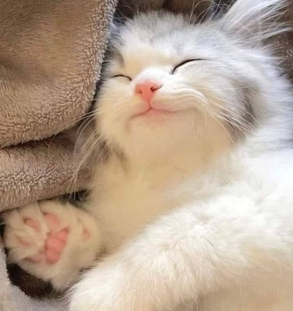 Hilarious Cats (30 pics)