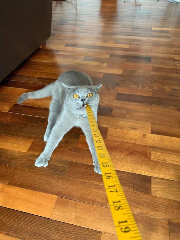 Hilarious Cats (30 pics)