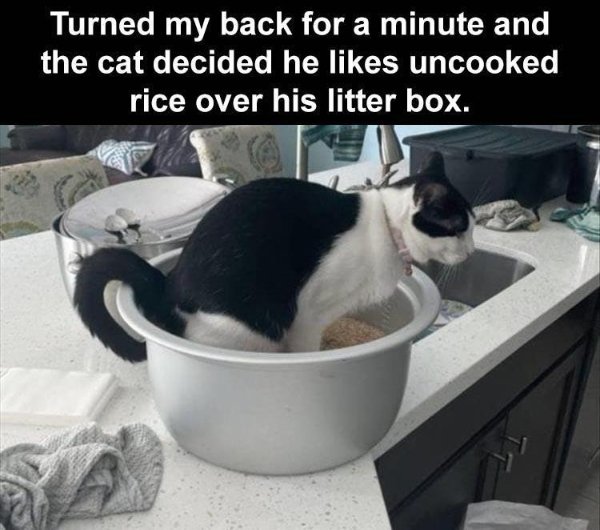 Hilarious Cats (30 pics)