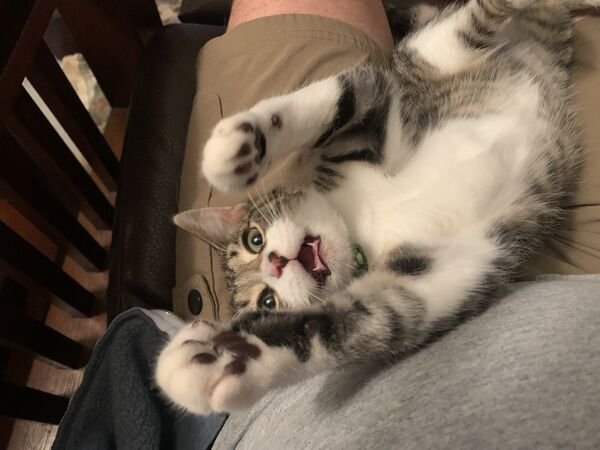 Hilarious Cats (30 pics)