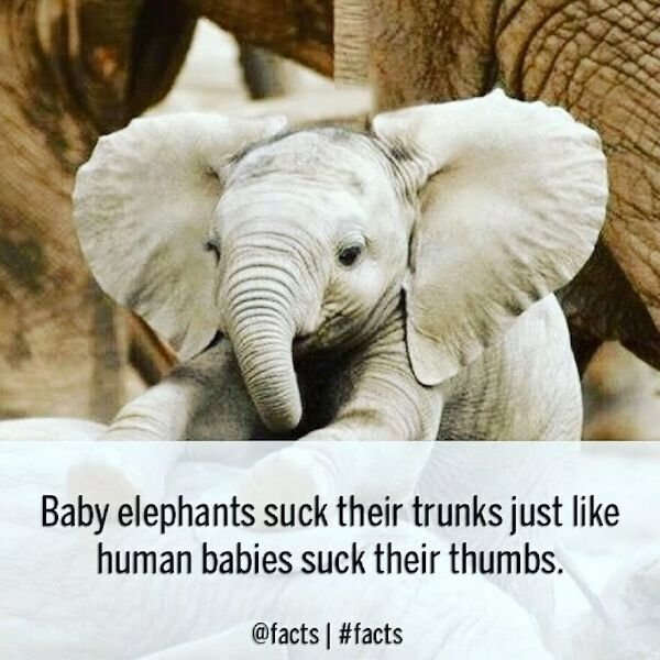 Curious Facts (25 pics)